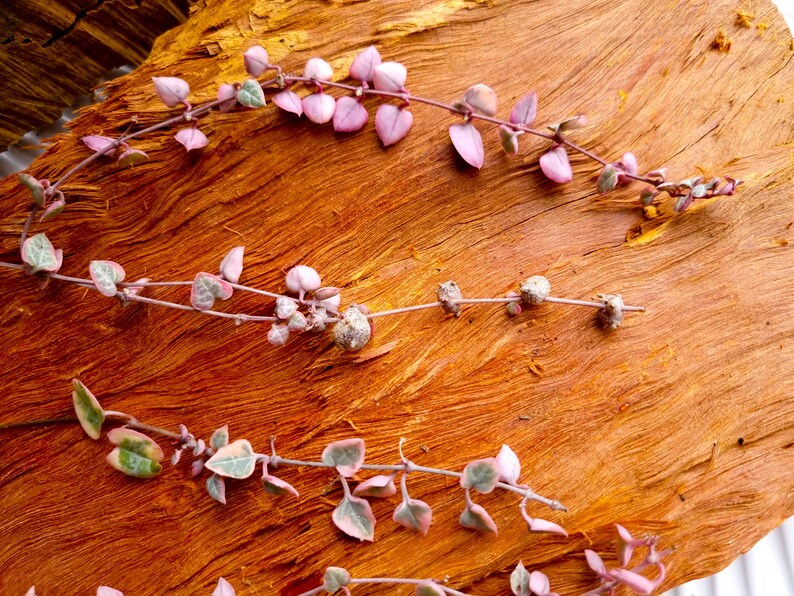 Variegated Chain of Hearts Ceropegia Woodii Variegata String Etsy