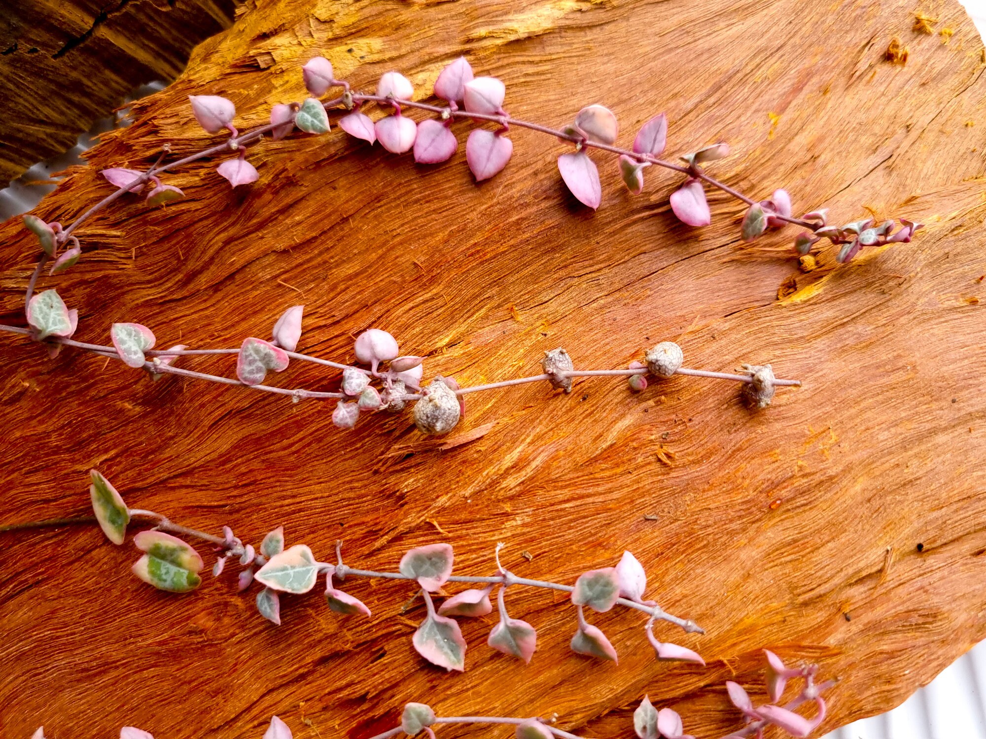 Variegated Chain of Hearts Ceropegia Woodii Variegata String Etsy