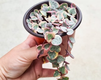 Variegated Chain of Hearts, Ceropegia Woodii Variegata, String of Hearts Plant, Hearts on a String Plant, Sweetheart Vine, VSOH