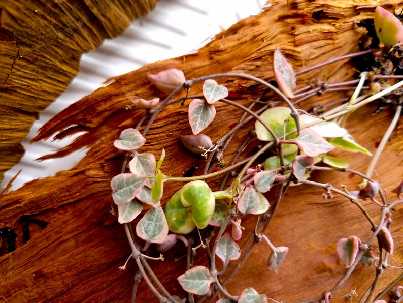 Variegated Chain of Hearts Ceropegia Woodii Variegata String Etsy