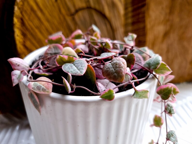 Variegated Chain of Hearts Ceropegia Woodii Variegata String Etsy