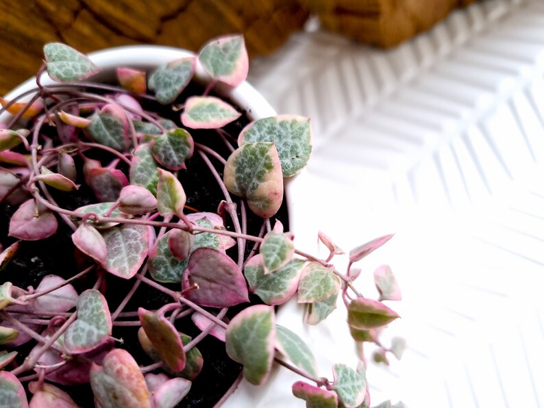 Variegated Chain of Hearts Ceropegia Woodii Variegata String Etsy
