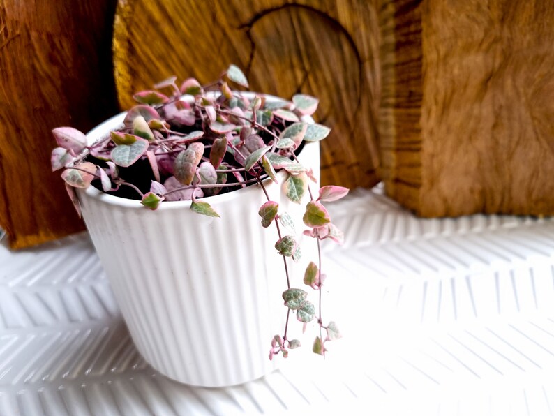 Variegated Chain of Hearts Ceropegia Woodii Variegata String Etsy