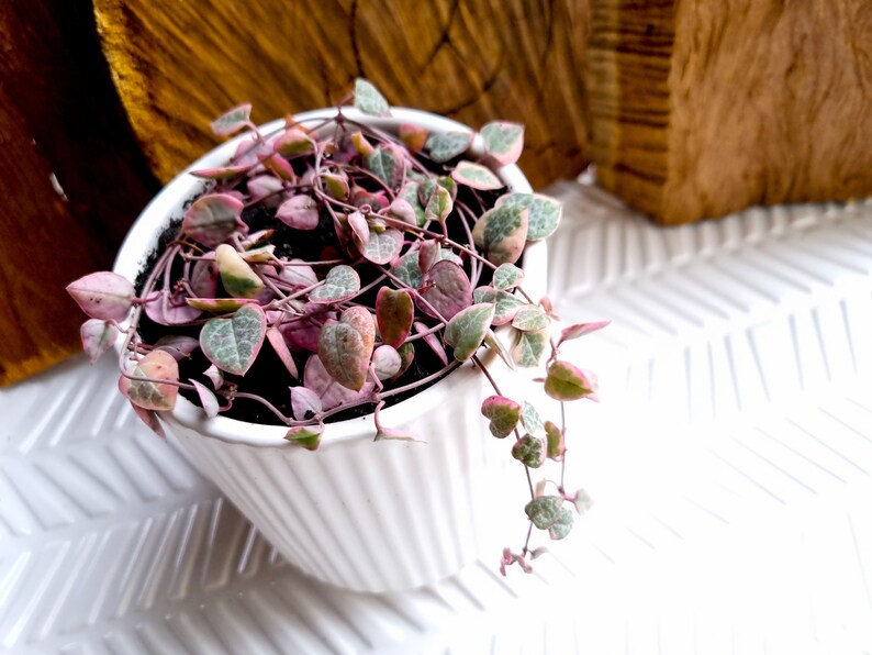 Variegated Chain of Hearts Ceropegia Woodii Variegata String Etsy