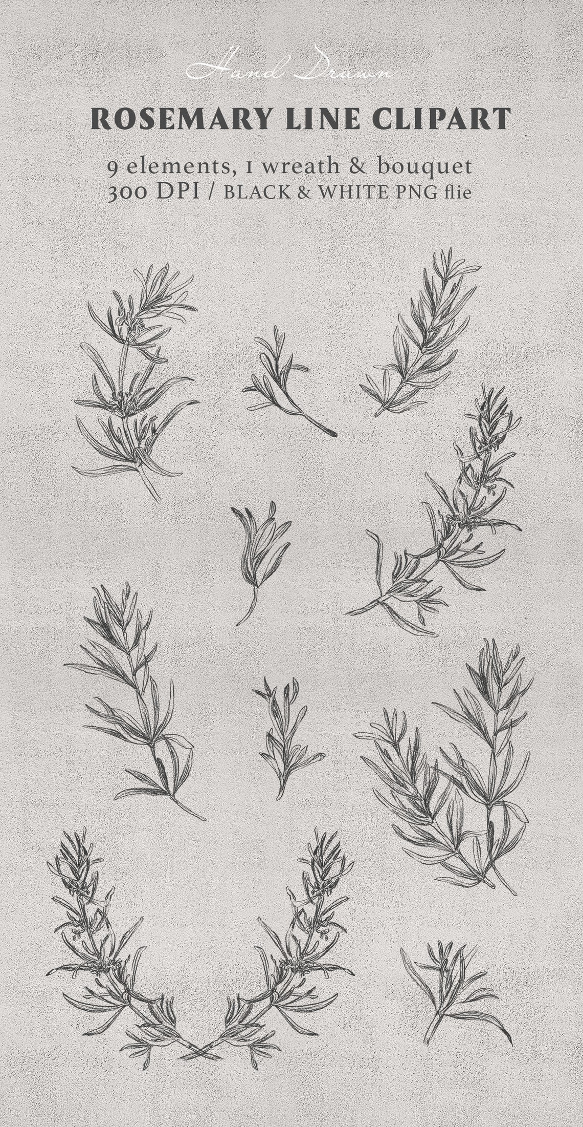 Rosemary Line Art, Herb Clipart, Herb Sublimation Png, Botanical Line
