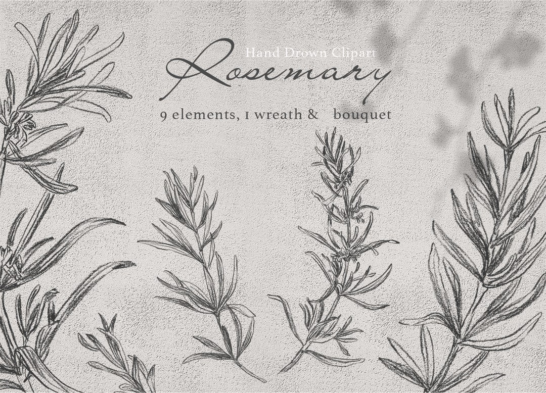 Rosemary Line Art, Herb Clipart, Herb Sublimation Png, Botanical Line