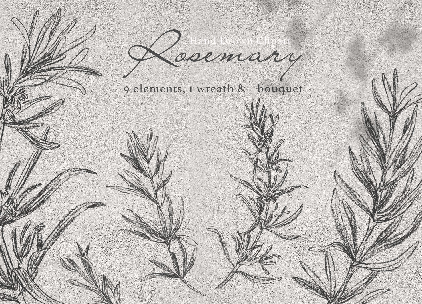 Rosemary Line Art, Herb Clipart, Herb Sublimation Png, Botanical Line ...