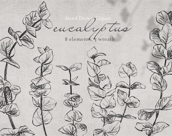 Eucalyptus Line Art Clipart, Hand Drawn Botanical Illustration (PNG)