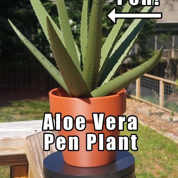 Aloe Vera Stift Pflanze