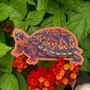 Eastern Box Turtle vinyl stickers and magnets
