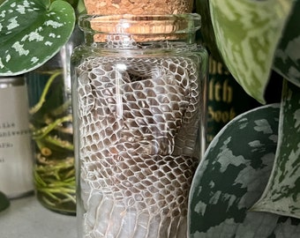 Könnte beinhalten: Ein klares Glasgefäß gefüllt mit einer abgeworfenen Schlangenhaut, bedeckt mit einem Korken. Die Schlangenhaut hat eine hellbraune Farbe mit einem Schuppenmuster. Das Glas wird von grünen Pflanzen umgeben.
