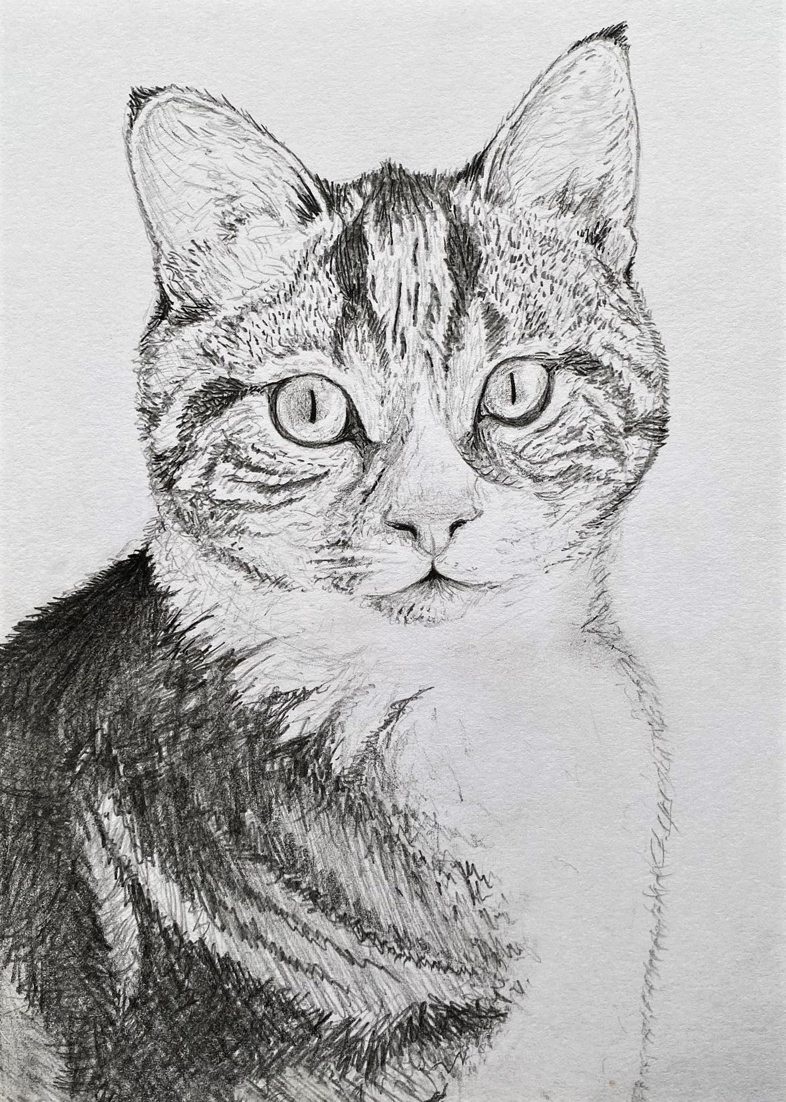 Custom Cat Portrait Detailed Realistic Pencil Sketch | Etsy