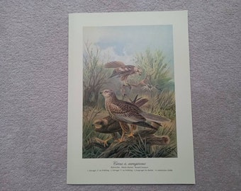 Busard des marais, grande impression marbrée de haute qualité, basée sur une lithographie du 19ème siècle 42cm / 30cm, oiseaux de proie