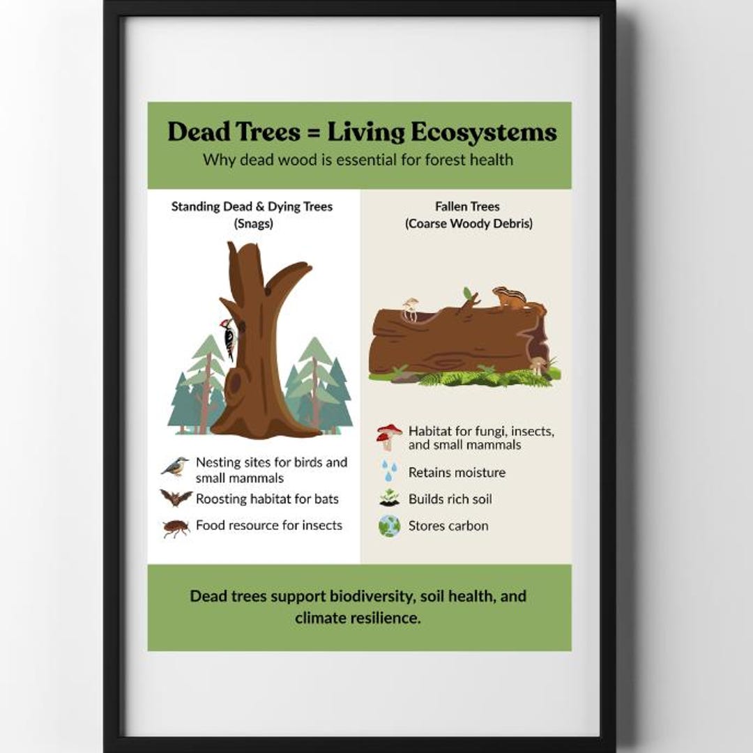 Dead Trees Are Living Ecosystems Poster | Forest Ecology Classroom ...