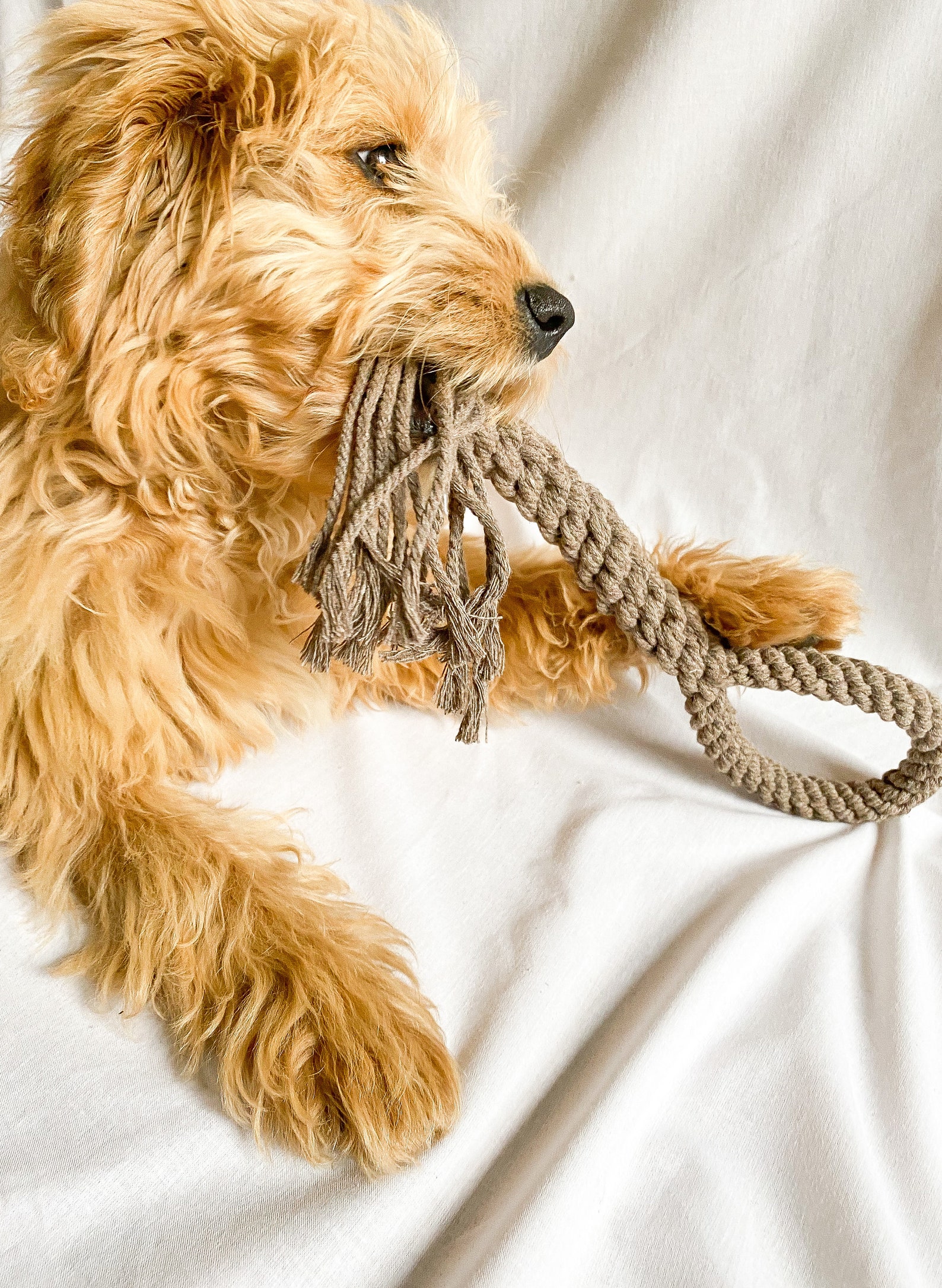 Handmade Macrame Dog Tug Toy Macrame Dog Tug Toy for Etsy