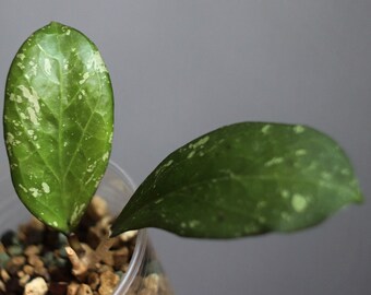Hoya Silver Etsy