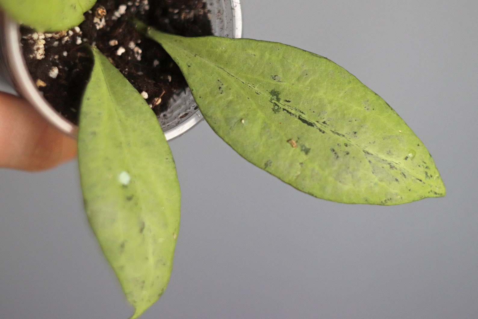 Hoya Nicholsoniae New Guinea Ghost - Etsy