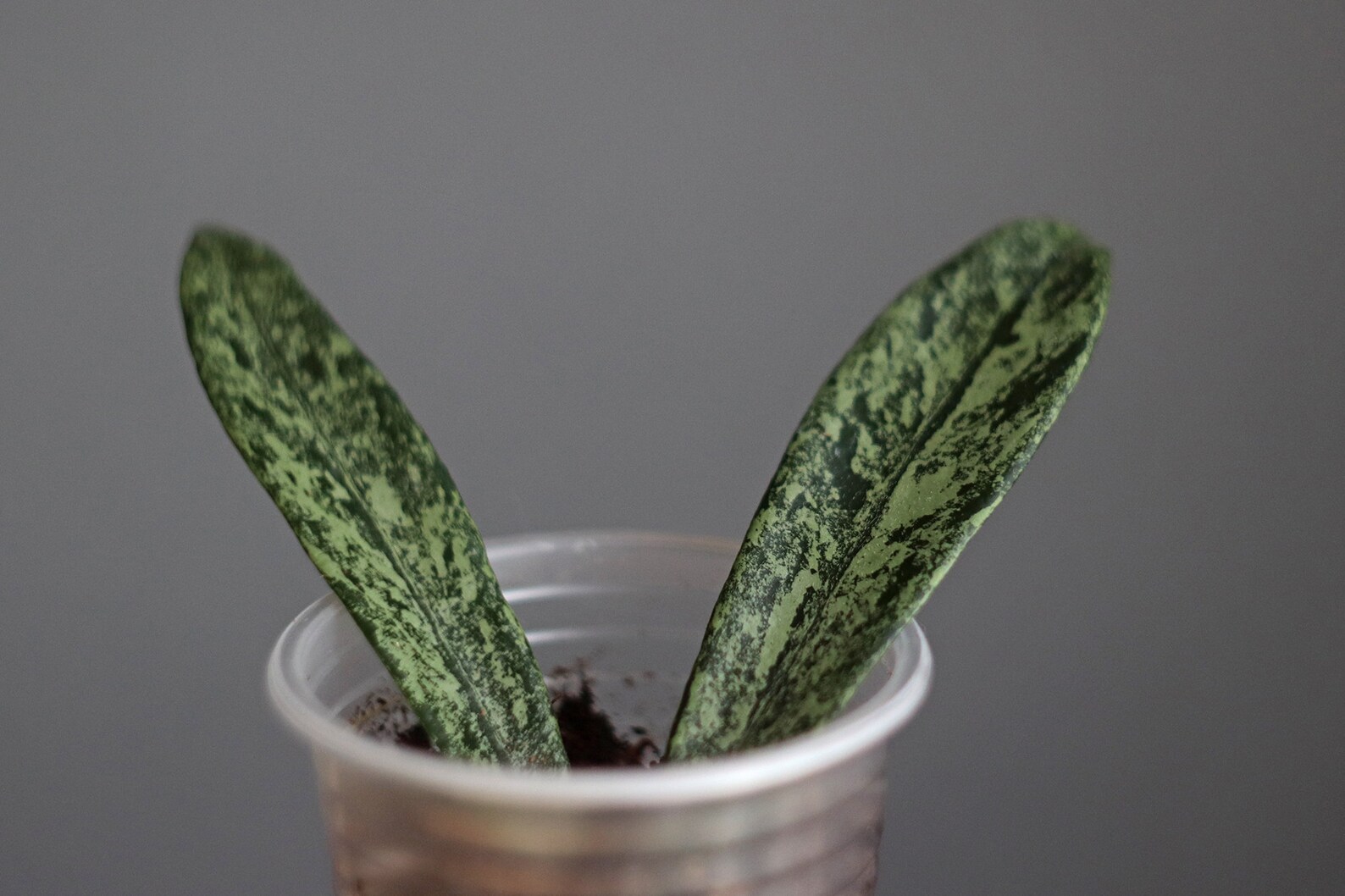 Hoya Minibelle Splash carnosa X Shepherdii | Etsy