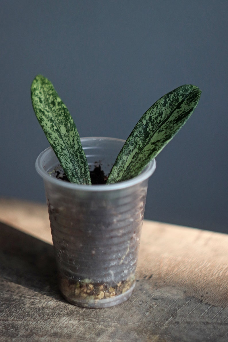 Hoya Minibelle Splash carnosa X Shepherdii | Etsy