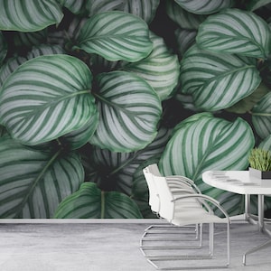 Peel and Stick Tropical Green Leaves Wallpaper Light Green Large Leaf Self-Adhesive Calathea Orbifolia Plant Wall Mural by 29Wallart