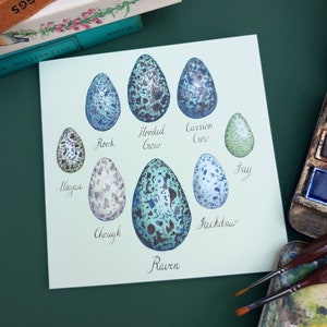 Tarjeta de huevos de córvidos, tarjeta de felicitación con cuervo, ilustraciones de huevos de urraca de cuervo, tarjeta de felicitación de huevos de pájaro, historia natural en blanco, arte ornitología