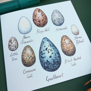 Tarjeta de huevos de aves marinas, tarjeta de felicitación con ilustraciones de huevos de aves marinas, tarjeta de felicitación de huevos de aves, historia natural en blanco, carta de huevos