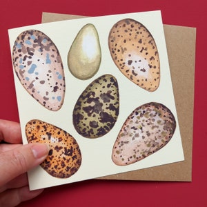 Tarjeta de racimo de huevos de caza, tarjeta de pintura de huevos, ilustraciones de huevos de aves de caza, tarjeta de felicitación de huevos de pájaro, historia natural en blanco, arte de huevos de codorniz