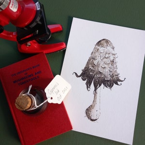 May include: A black and white ink drawing of a Coprinus mushroom on white paper. The drawing is labelled "Coprinus Ink Oct. 2021".