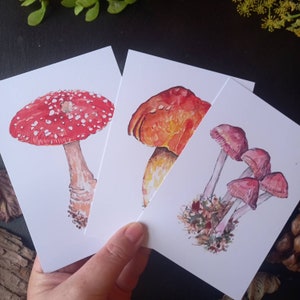 3er Set Pilzpostkarten, mit Drucken von original Mykologie-Illustrationen, Pilzkarten, Kunstkarten, Postkarten, Fliegenpilze, Natur