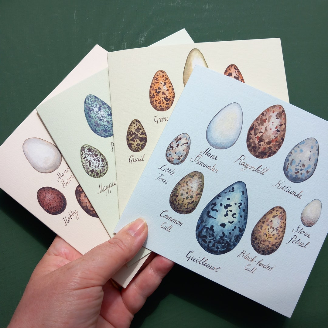 Bird Egg Illustration Cards: Natural History Art Prints, Set of 4 - Etsy UK