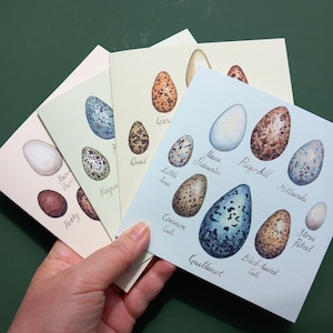 Conjunto de cuatro tarjetas de huevos de aves, paquete de tarjetas de historia natural, aves marinas, aves rapaces, aves de caza, córvidos, tarjetas de ornitología, tarjetas en blanco de oología