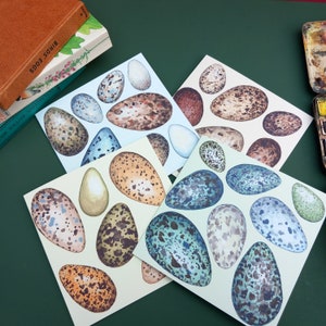 Paquete de 4 tarjetas de racimo de huevos de pájaro, tarjeta de felicitación de huevo de pájaro, patrón de huevo. tarjetas de felicitación en blanco, historia natural, amante de la naturaleza, paquete de tarjetas de huevos