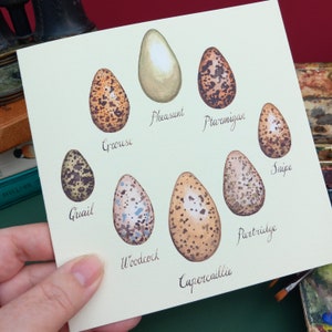 Tarjeta de huevos de aves de caza, tarjeta de felicitación con ilustraciones de huevos de aves de caza, tarjeta de felicitación de huevos de aves, historia natural en blanco, tarjeta de ornitología,
