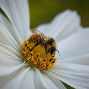Bee, Bee Photo, Macro Photography, Flower Picture, Nature Photography, Wall Art, Bathroom Decor, Wall Decor, Bee Picture, Flower Photography