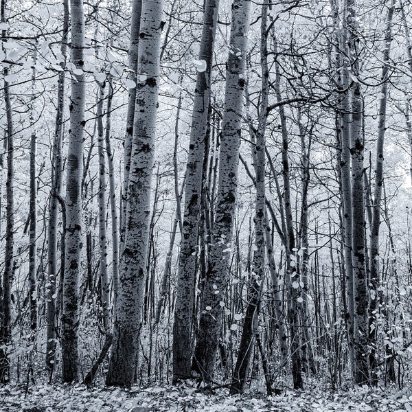 Aspen Grove, Aspen Photography, Aspen Pictures, Farmhouse Decor, Farmhouse Photos, Colorado Photography, Black and White Photo, Wall Art