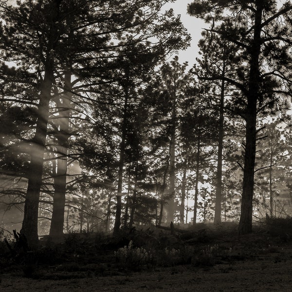 Dusty Trees, Landscape Photo Prints, Black and White Photography, Black and White Prints, Nature Prints, Wall Art