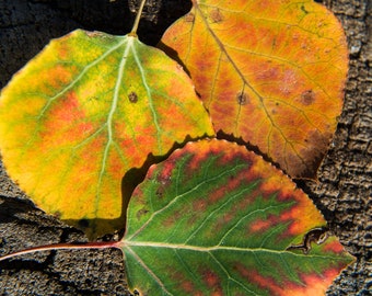 Autumn Leaves, Fall Photography, Fall Photo Prints, Nature Photography, Autumn Wall Art, Fall Colors, Nature Prints, Fall Prints