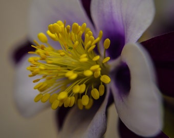 Columbine, Flower Photography, Colorado Photographs, Macro Prints, Macro Photography, Nature Photography, Nature Prints, Flower Wall Art