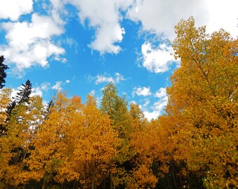 Autumn Leaves and Blue Sky, Autumn Photography, Fall Color Photos, Nature Photography, Landscape Photo Prints, Landscape Photography