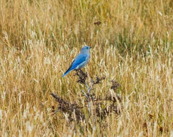 Blue Bird, Bird Photograph, Nature Photography Print, Wall Art, Bird Decor, Wildlife Photo, Blue Bird Photo, Bird Wall Art, Country Decor