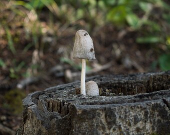 Ink Cap Mushroom, Nature Photography, Nature Prints, Mushroom Photography, Macro Photography, Whimsical Decor, Mushroom Prints, Home Decor