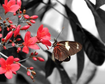 Pink butterfly and flowers, Selective Color, Nature Photography, Butterfly Print