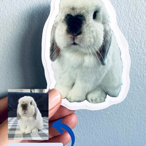 May include: A sticker featuring a white and gray bunny with floppy ears. The sticker has a white border and a realistic image of the bunny. The text "ORIGINAL PHOTO" is in a blue box with a blue arrow pointing to the sticker.