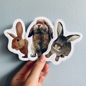 May include: Three die-cut stickers featuring realistic illustrations of rabbits. The rabbits are in shades of brown, tan, and gray. One rabbit has long ears, another has floppy ears, and the third is facing forward.