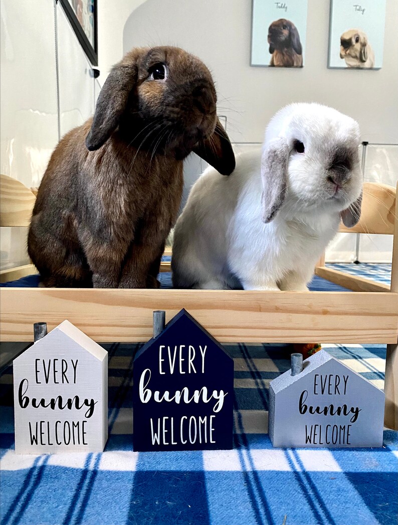 Every Bunny Welcome House image 6