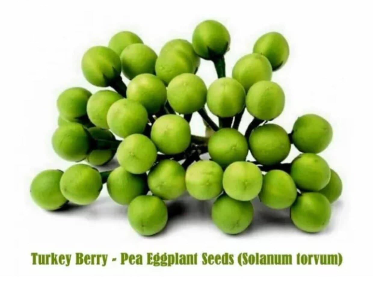 Thai Solanum Torvum Turkey Berry Pea Eggplant Plate Brush Etsy UK