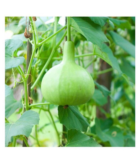 Update 157+ loki vegetable drawing seven.edu.vn