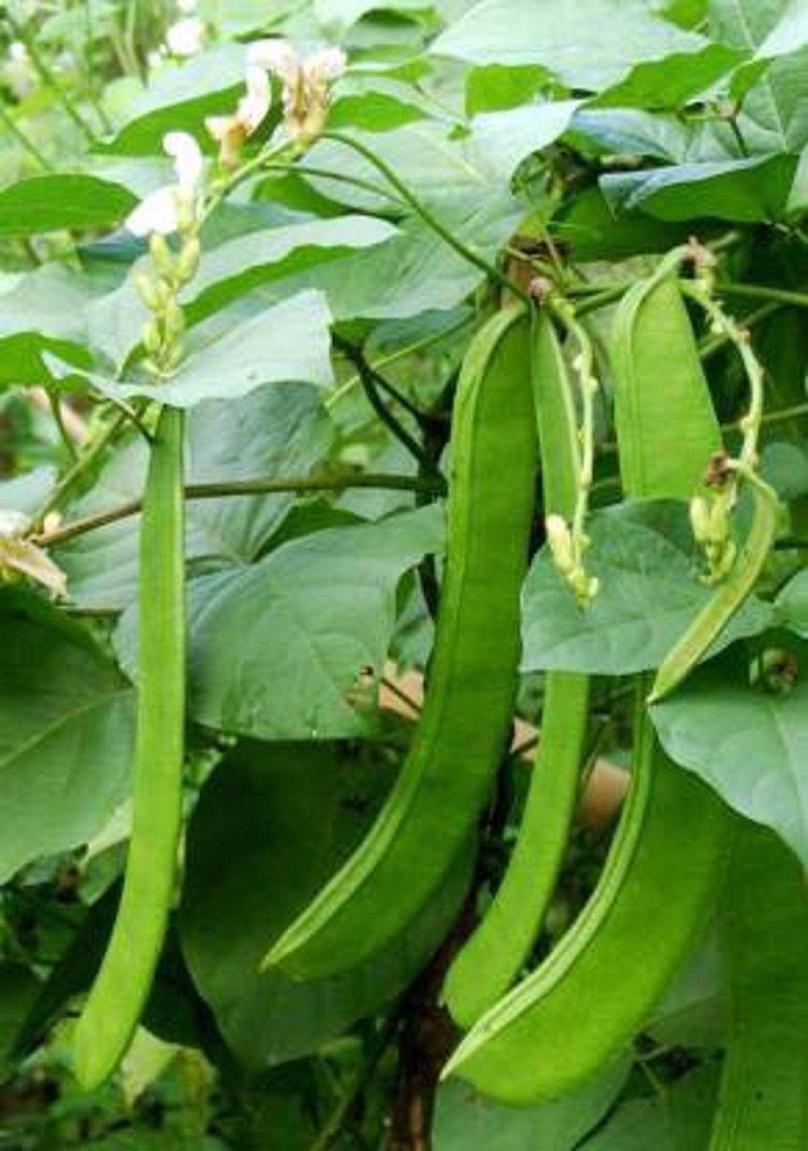 Rare Jack Bean Seeds Horse Bean Canavalia Ensiformis 5 Etsy UK