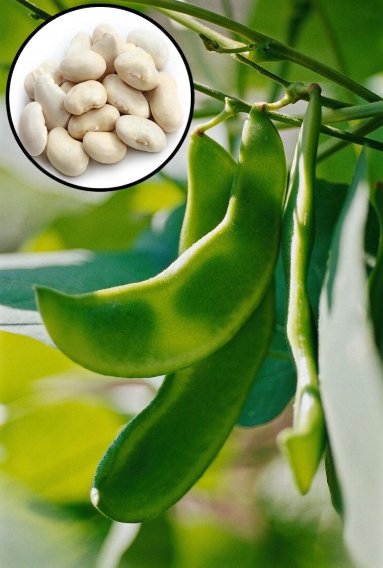 20 Lima Bean Seeds Lima Butter Bean Organic Fresh Seeds Etsy UK