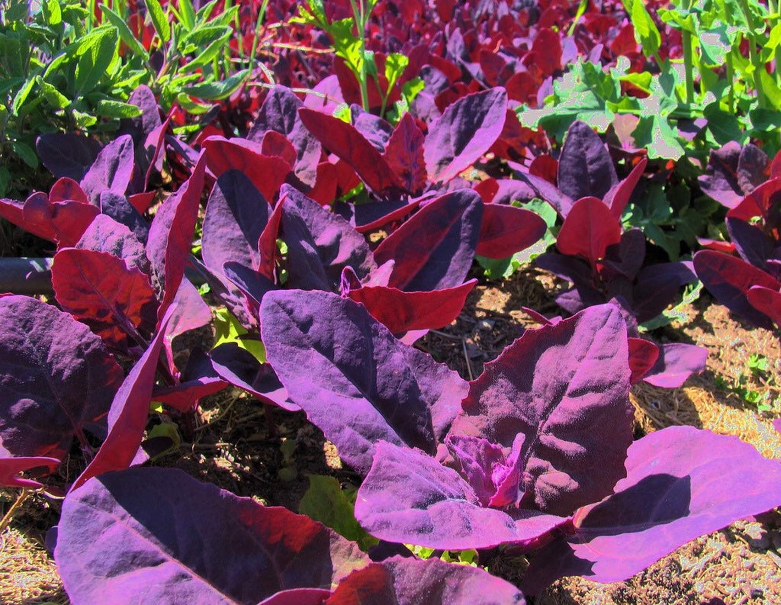 100 Seeds RED SPINACH Red Mountain Spinach Garden Spinach Etsy UK
